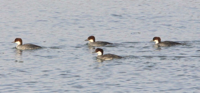 Smew