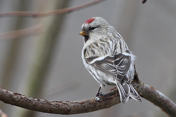 Coues's Arctic Redpoll