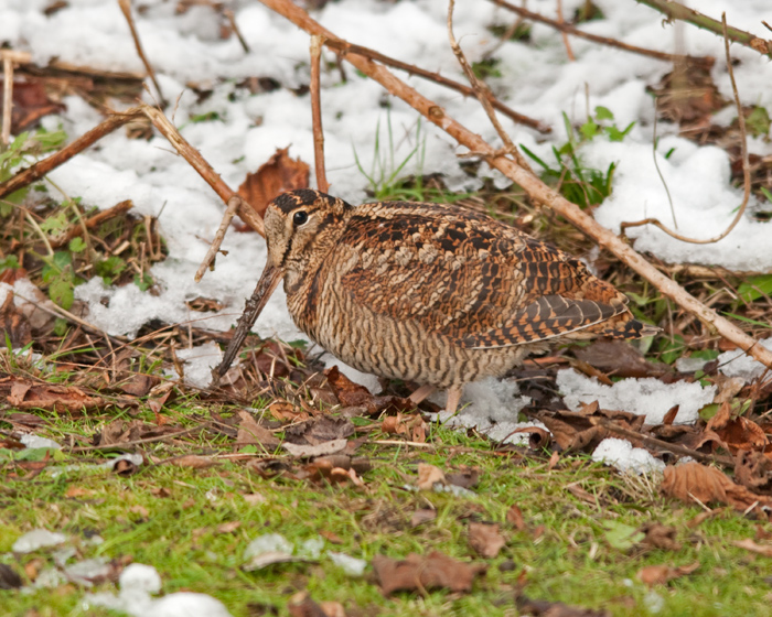 Woodcock