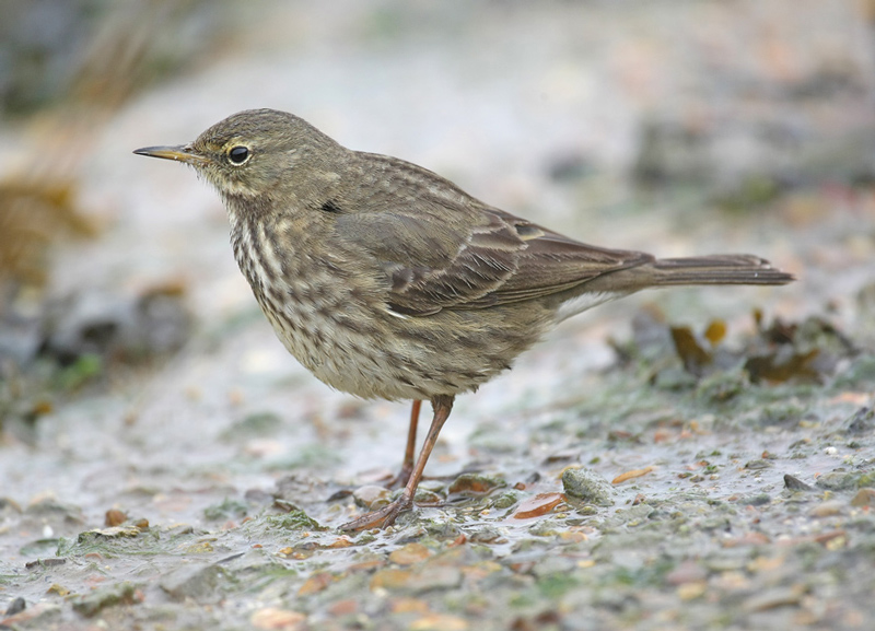 Rock Pipit