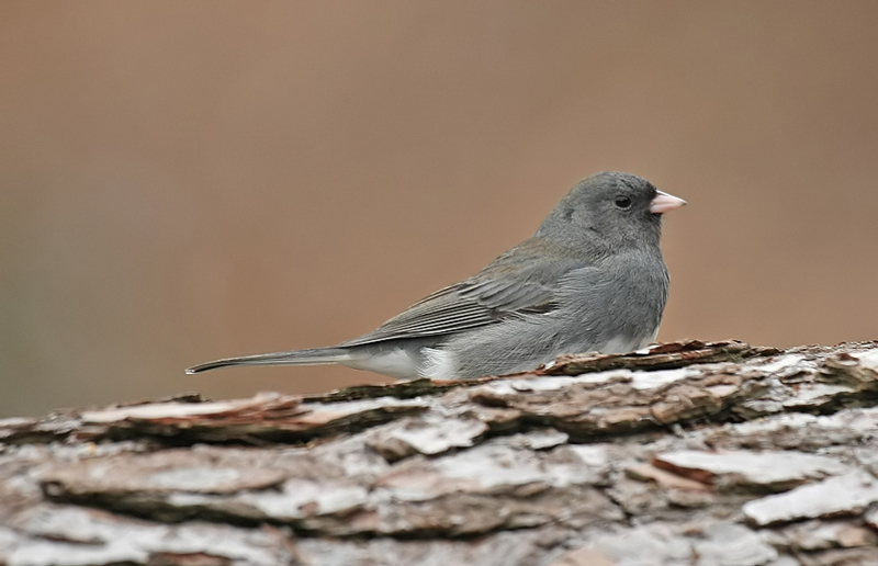 Dark-eyed Junco