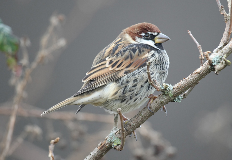 Spanish Sparrow