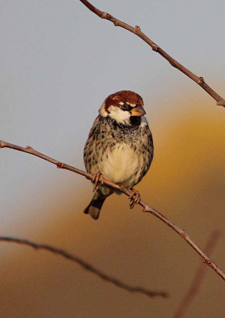 Spanish Sparrow