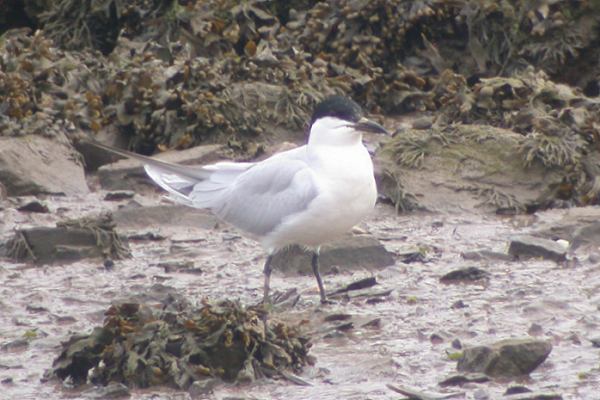 Gull-billed Tern