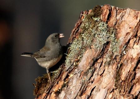 Dark-eyed Junco