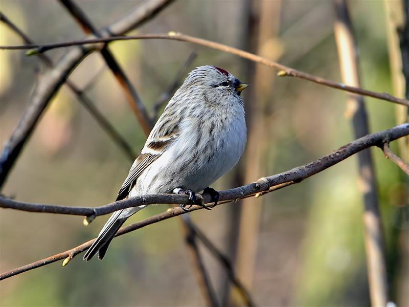 Coues's Arctic Redpoll