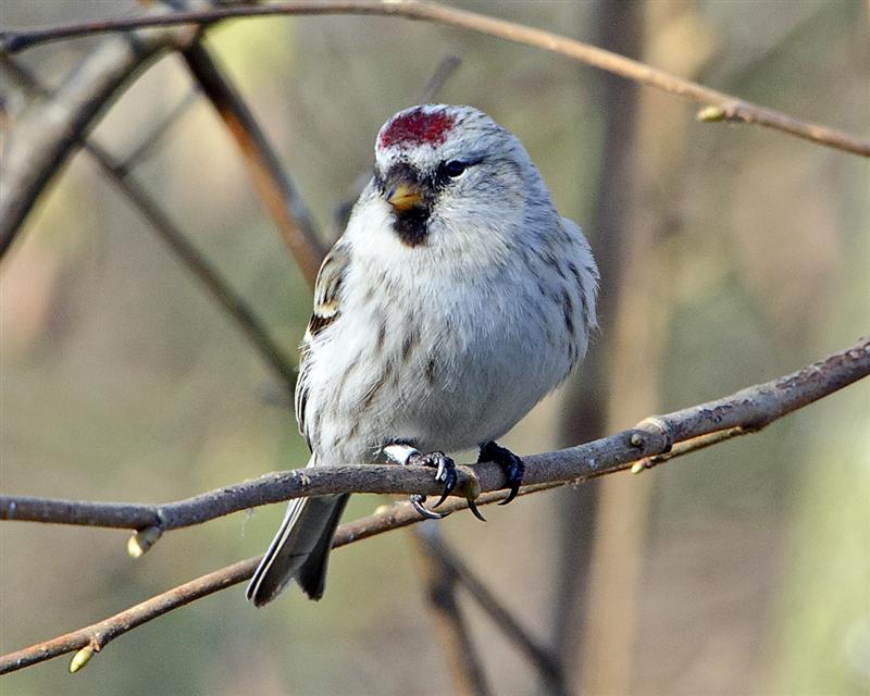 Coues's Arctic Redpoll