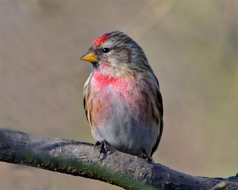 Lesser Redpoll