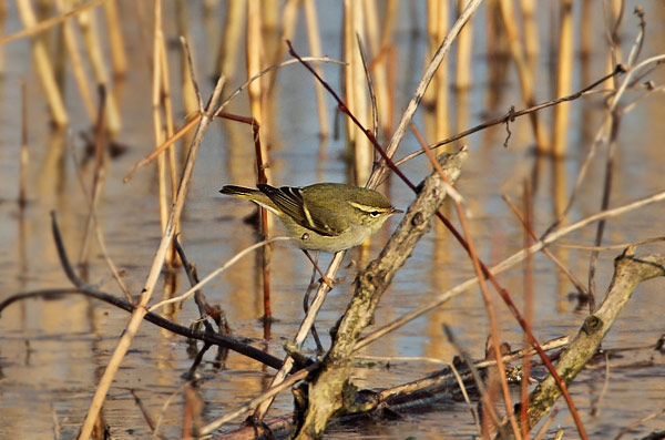 Yellow-browed Warbler