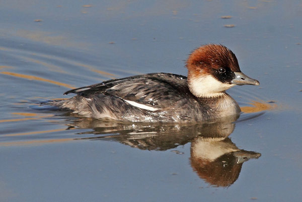 Smew