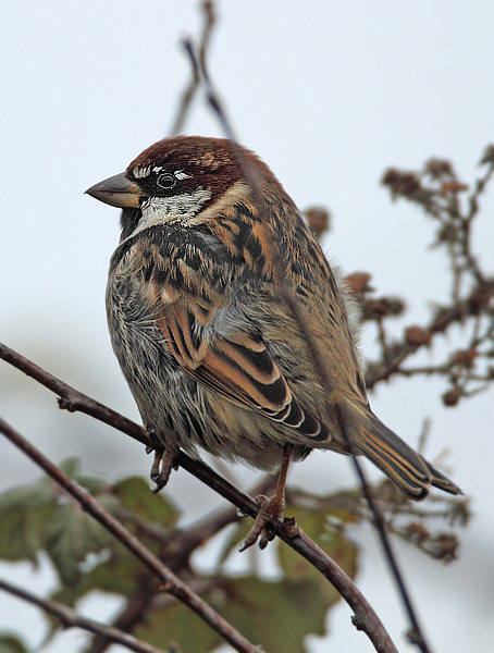 Spanish Sparrow