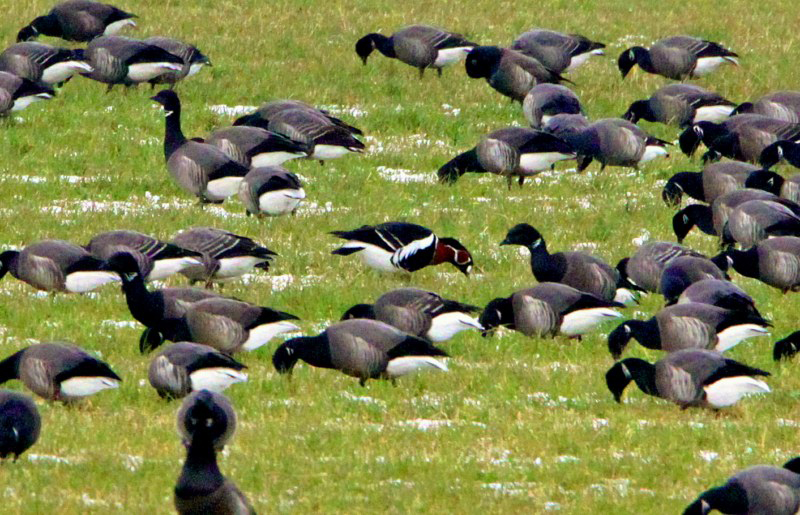 Red-breasted Goose