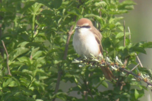 Turkestan Shrike