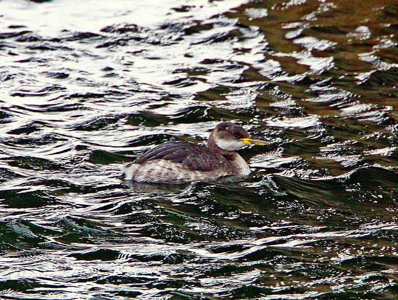 Red-necked Grebe