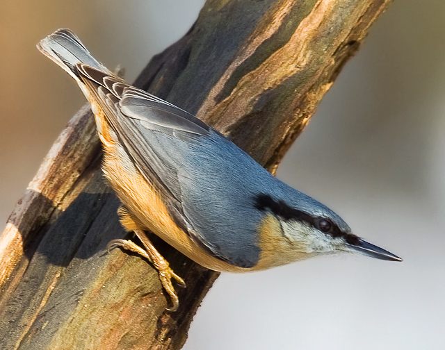Nuthatch