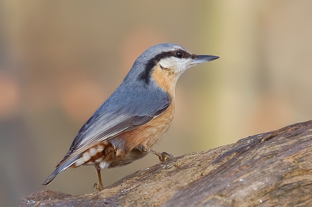 Nuthatch