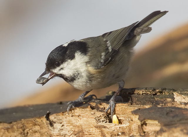 Coal Tit