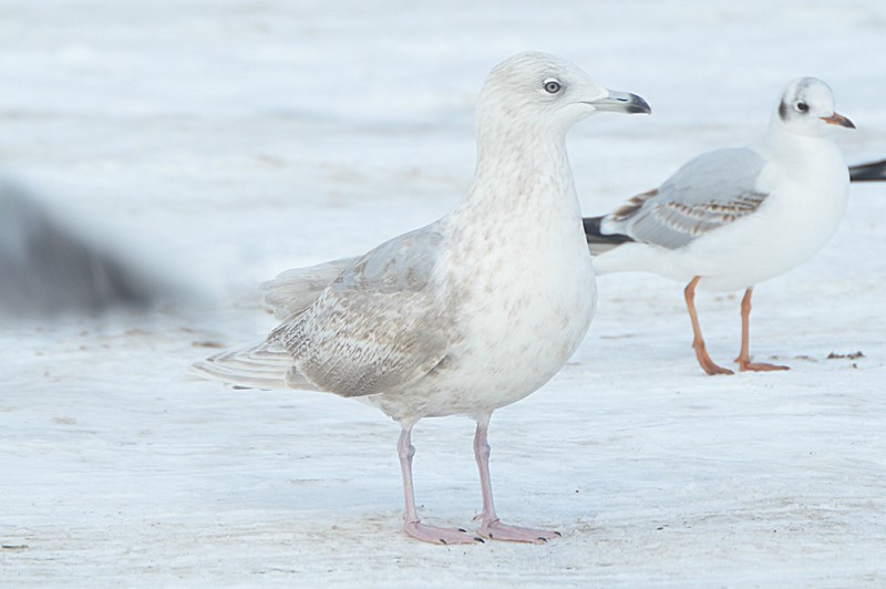 Iceland Gull
