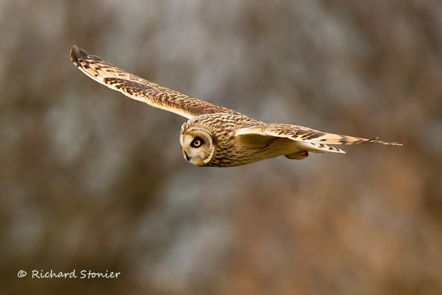 Short-eared Owl