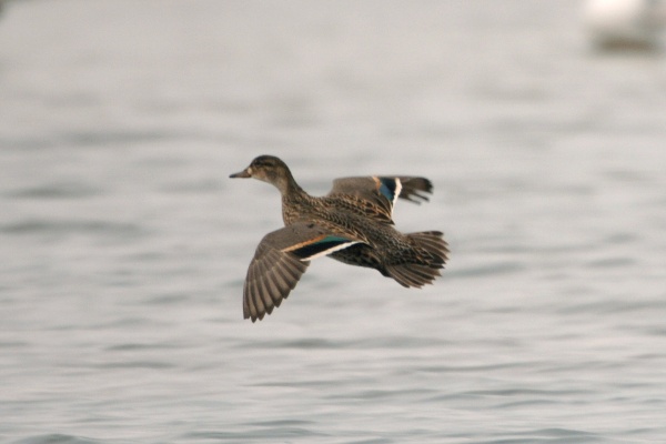 Teal