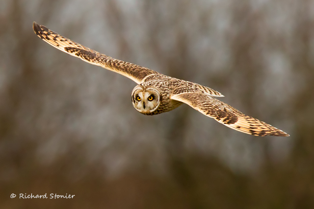 Short-eared Owl