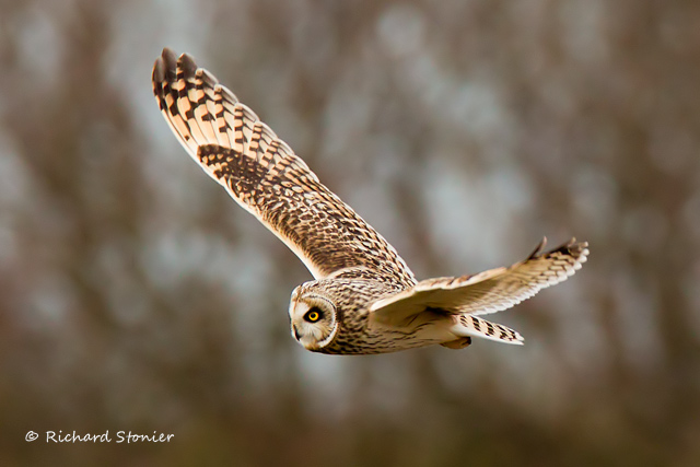 Short-eared Owl