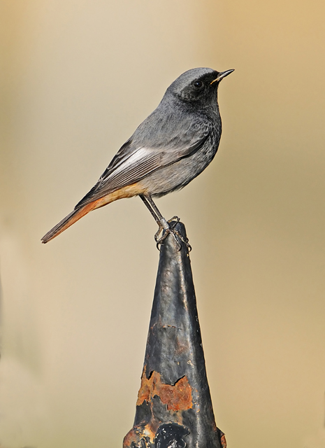 Black Redstart