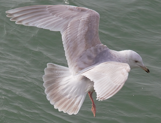 Kumlien's Gull