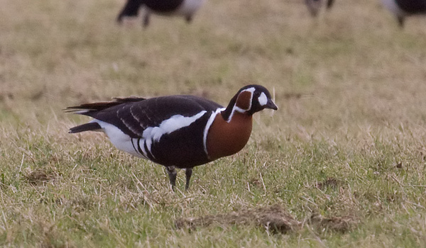 Red-breasted Goose