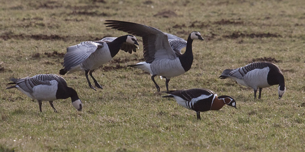 Red-breasted Goose
