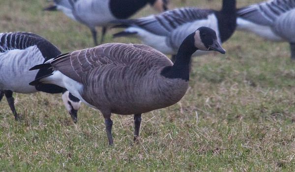 Todd's Canada Goose