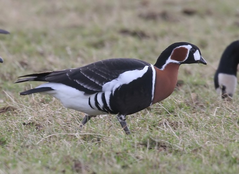 Red-breasted Goose