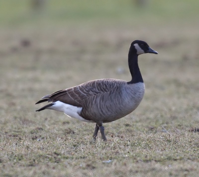 Todd's Canada Goose