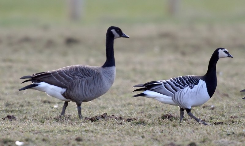 Todd's Canada Goose