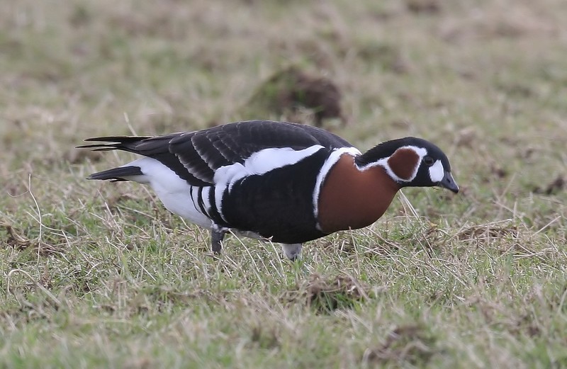 Red-breasted Goose