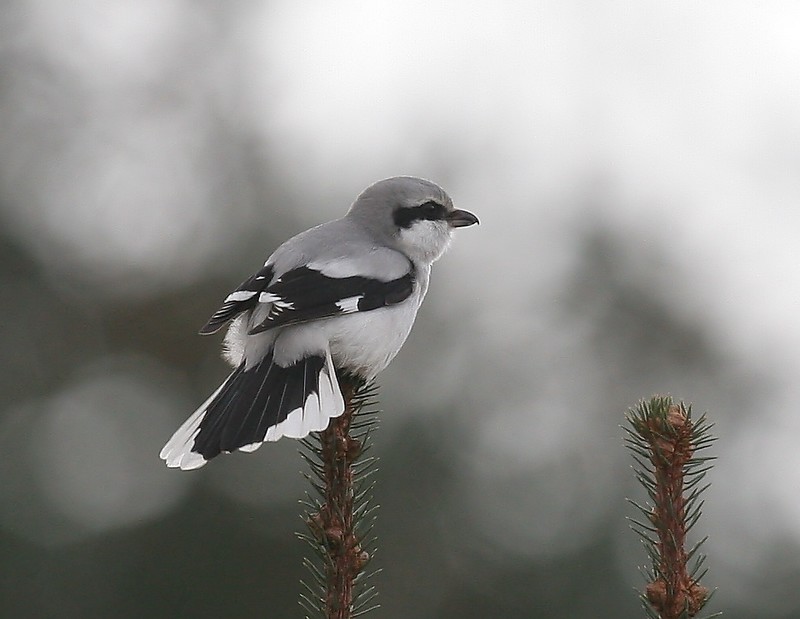 Great Grey Shrike