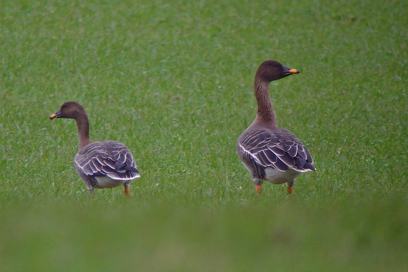 Tundra Bean Goose