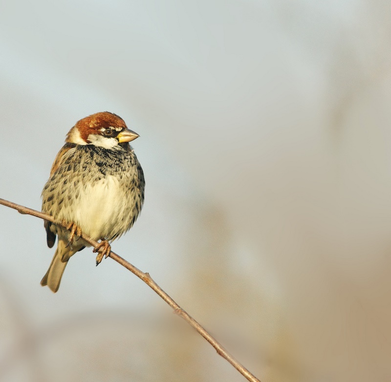 Spanish Sparrow