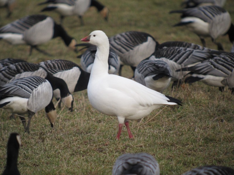 Ross's Goose
