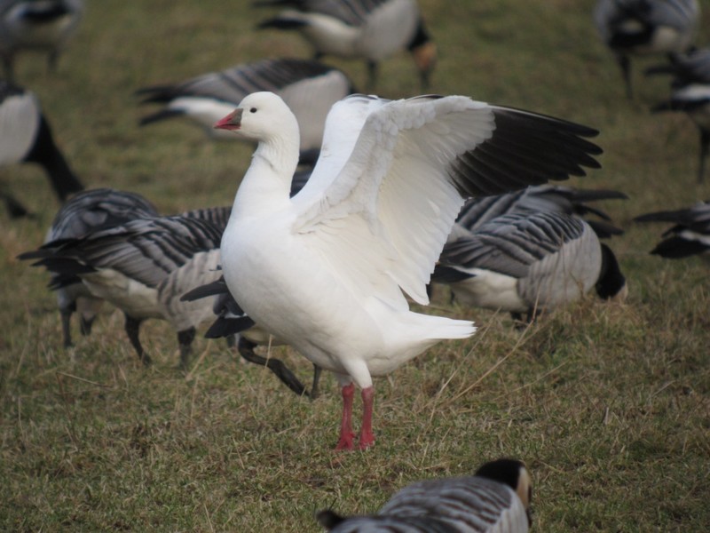 Ross's Goose