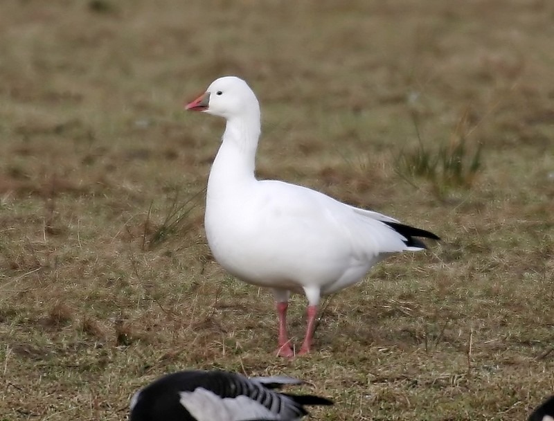 Ross's Goose