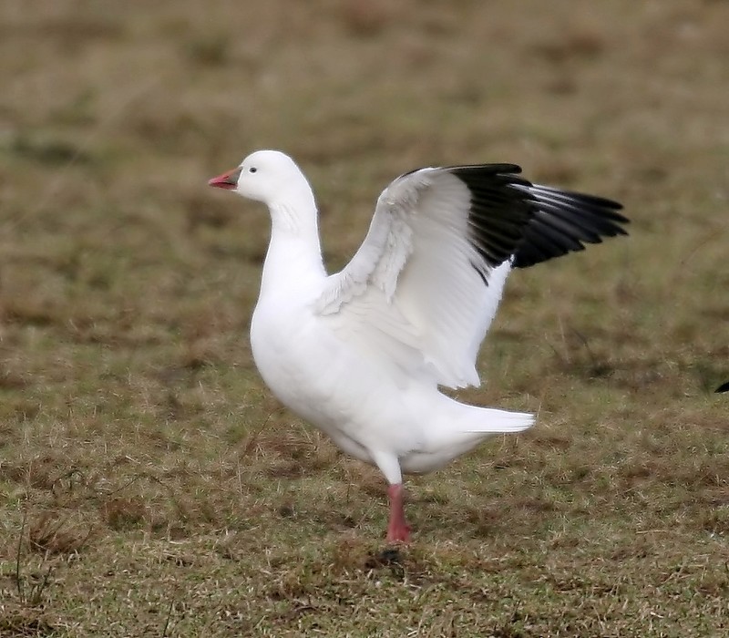 Ross's Goose