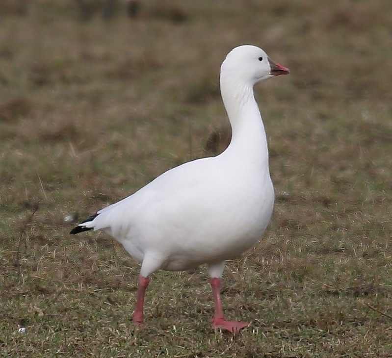 Ross's Goose