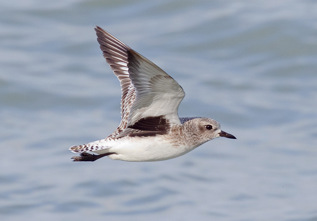 Grey Plover