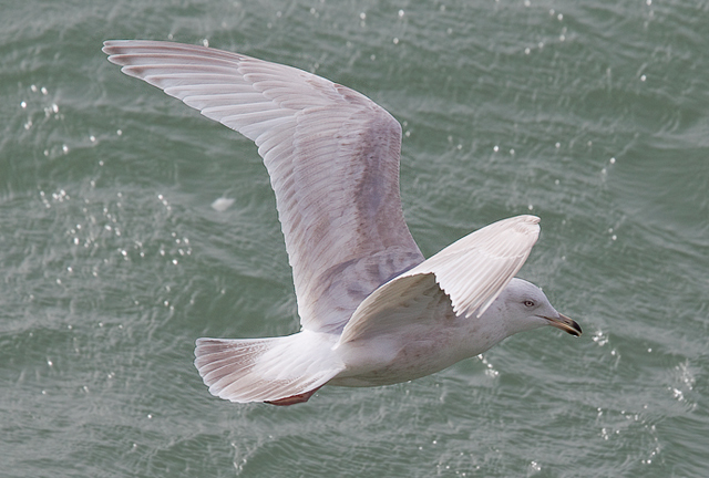 Kumlien's Gull