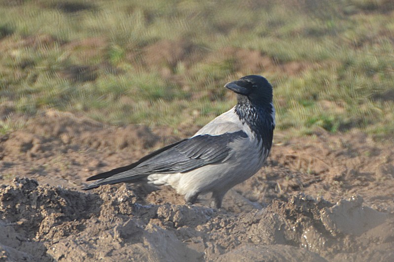 Hooded Crow