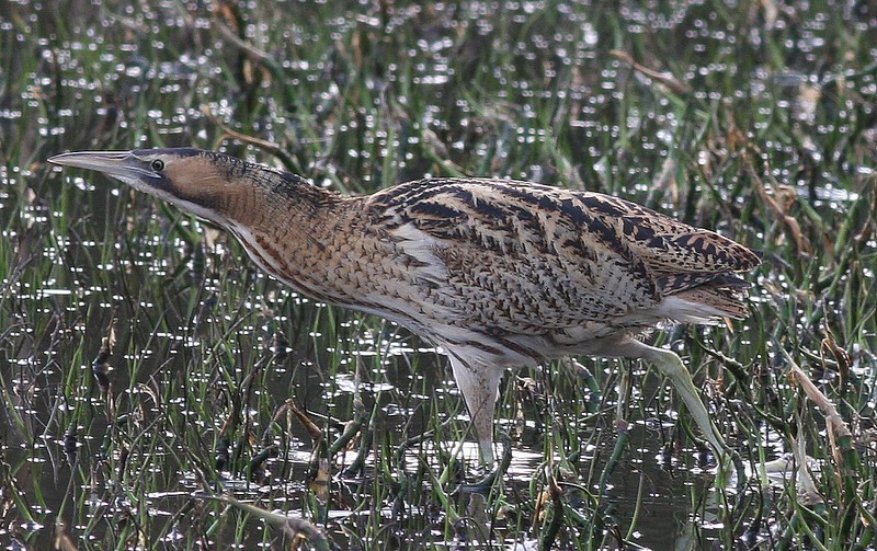 Bittern
