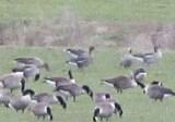 Tundra Bean Goose