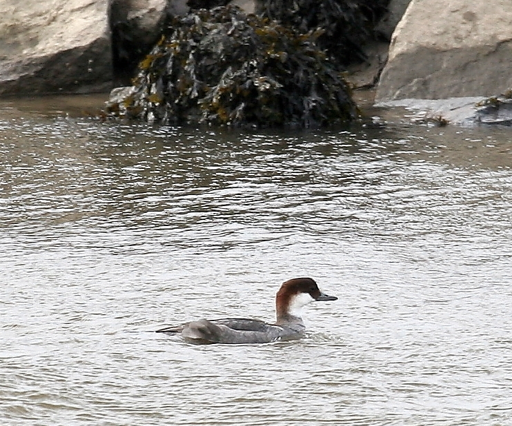 Smew