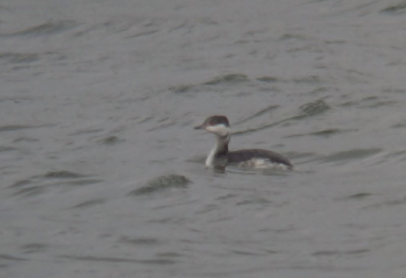 Slavonian Grebe
